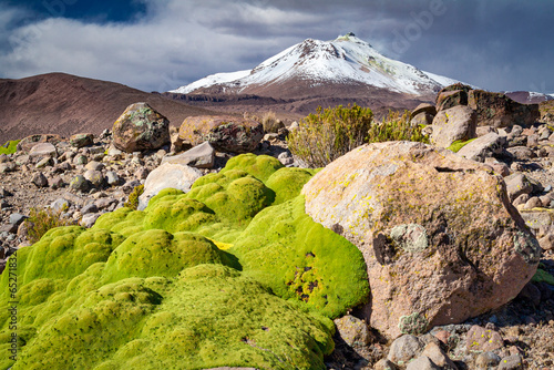 Vulkan Gualatiri, Nationalreservat Las Vicuñas,Chile