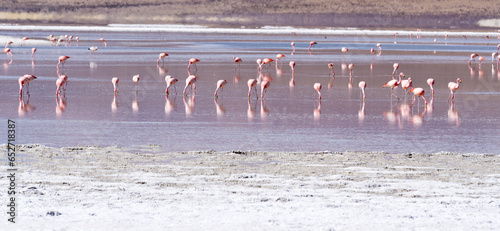 Obraz na płótnie Andenflamingo, Phoenicopterus andinus w salonie