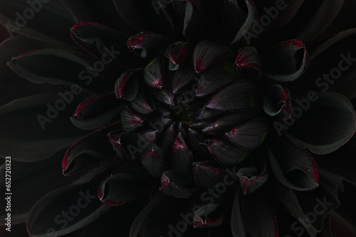 Black dahlia