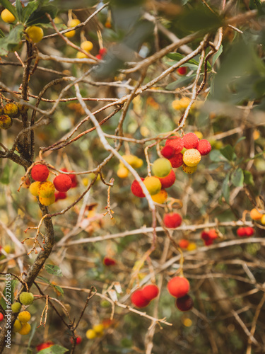 seasonal fall flowering, branch with yellow and red fruits. autumn scene, gold seasonal color