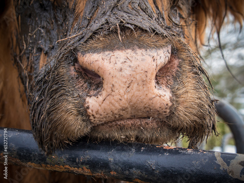 Canvas Print S'nowt Really - the cow's muddy snout shows the misery of winter on a farm