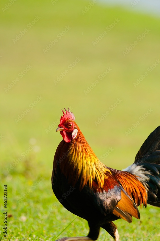 Fototapeta premium A rooster standing on the grass