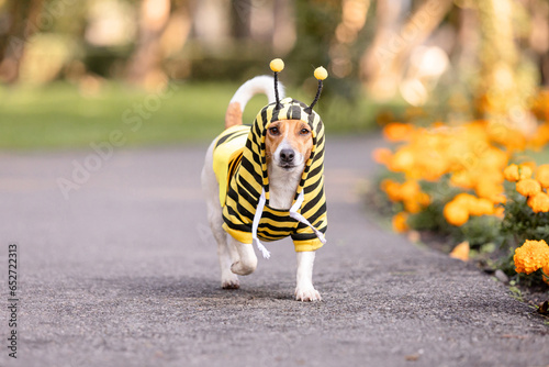 A dog dressed as a bee in a park. Jack Russell terrier dog breed photo