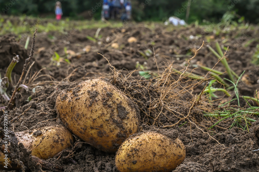 close up photo of fresh potatoes on the field close up photo of fresh potatoes on the field