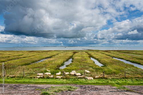 Wattenmeer Landschaft auf der Nordseeinsel Amrum mit dramatischem Himmel im Vordergrund eine Schafsherde