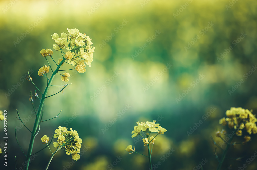 Fototapeta premium 神秘的な光の中の菜の花