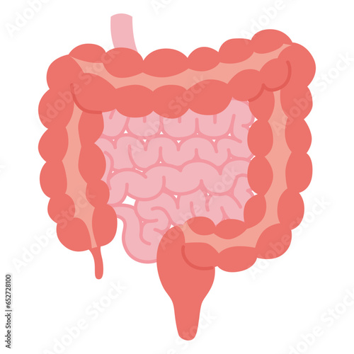 小腸・大腸のイラスト