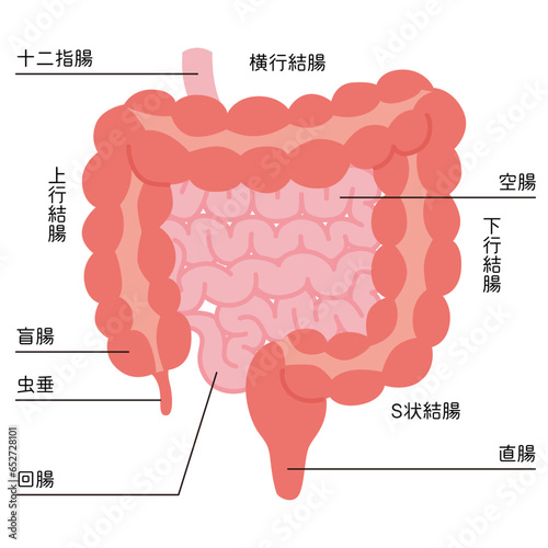 小腸・大腸のイラスト