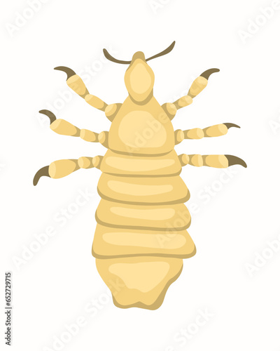 Vector isolated illustration of louse. Human louse. The problem of pediculosis.