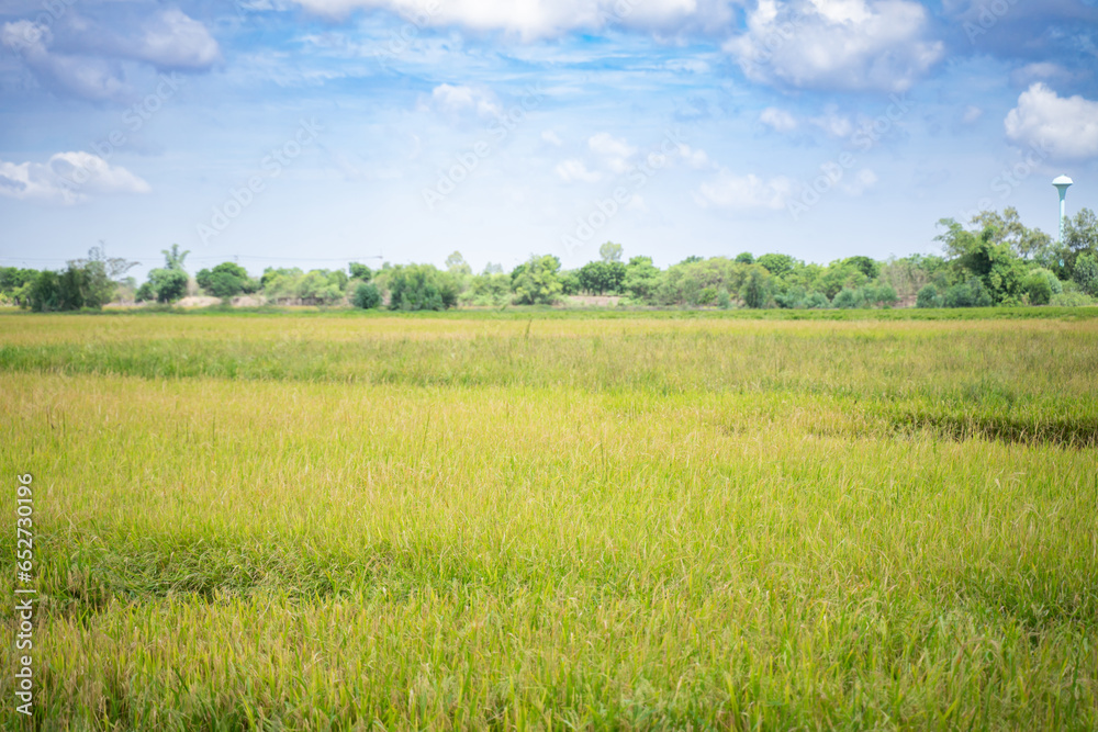 Fototapeta premium Scenery of green rice fields bright sky background
