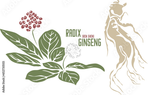 Panax ginseng or Ren Shen root in color vector silhouette. Medicinal Radix Ginseng plant. Set of Radix Ginseng root in color image for pharmaceuticals and coocking. Medicinal herbs color drawing