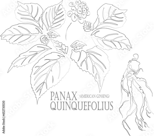 American ginseng or Xi yang shen root vector contour. Medicinal Panax quinquefolius outline. Set of Panax quinquefolius root and berries in Line for pharmaceuticals. Contour drawing of medicinal herbs