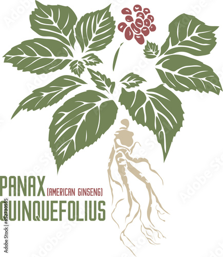 American ginseng or Xi yang shen root in color vector silhouette. Medicinal Panax quinquefolius plant. Set of Panax quinquefolius root in color image for pharmaceuticals. Medicinal herbs color drawing