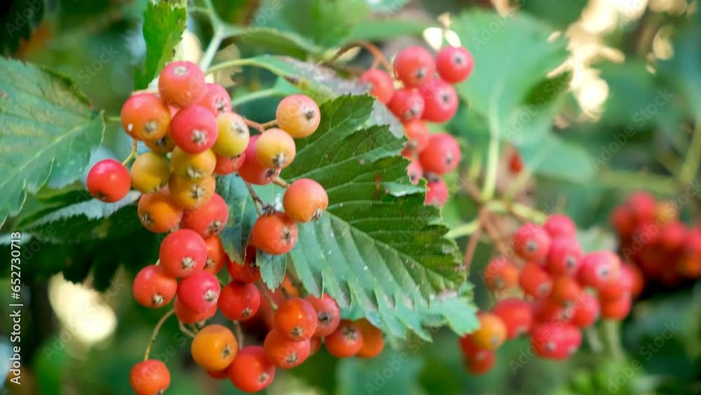 Scandinavian rowan berry on a tree close-up. Scandinavian rowan berry on a tree close-up.