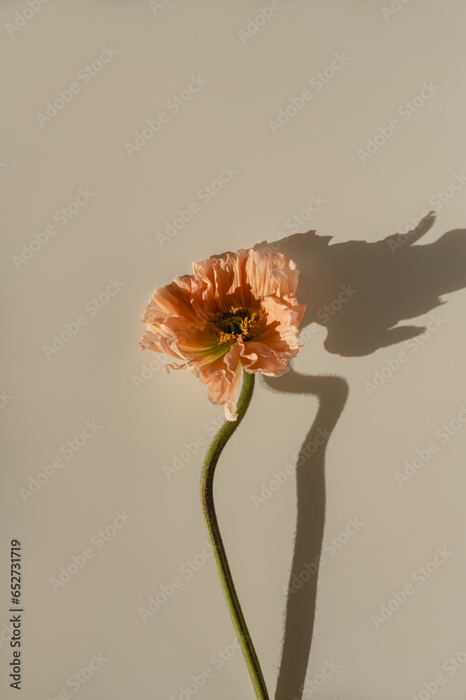 Fototapeta premium Elegant peach pink poppy flower with sunlight shadows on neutral tan beige background. Aesthetic floral simplicity composition. Close up view flower