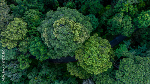 Aerial view of nature green forest and tree. Forest ecosystem and health concept and background  texture of green forest from above.Nature conservation concept.Natural scenery tropical green forest.