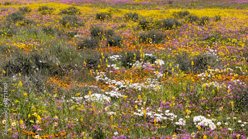 Fields of wildflowers.  photo