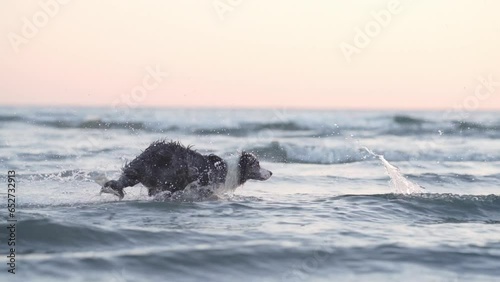 the dog jumps on the water. Funny border collie on holiday in nature by the sea