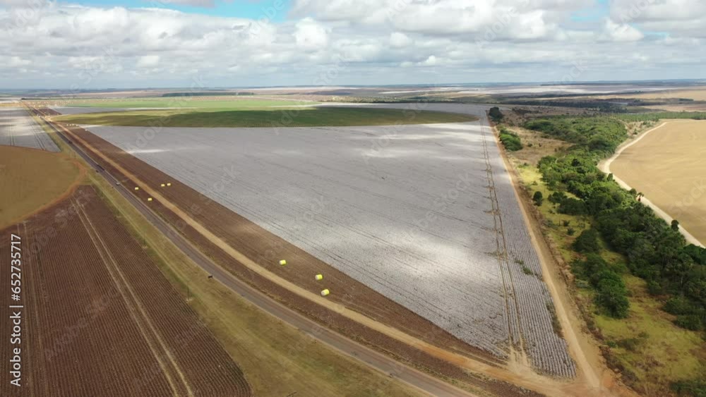 Drone view of cotton plantation in Brazil Drone view of cotton plantation in Brazil