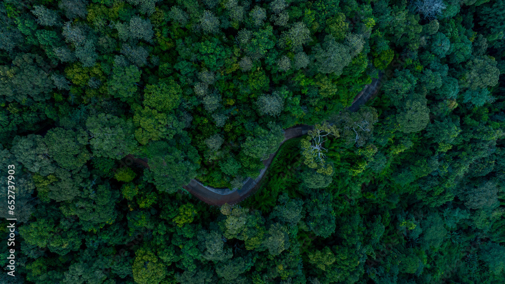 Aerial top view road in forest with car motion blur. Winding road through the forest. Car drive on the road between green forest. Ecosystem ecology healthy environment road trip. Aerial top view road in forest with car motion blur. Winding road through the forest. Car drive on the road between green forest. Ecosystem ecology healthy environment road trip.