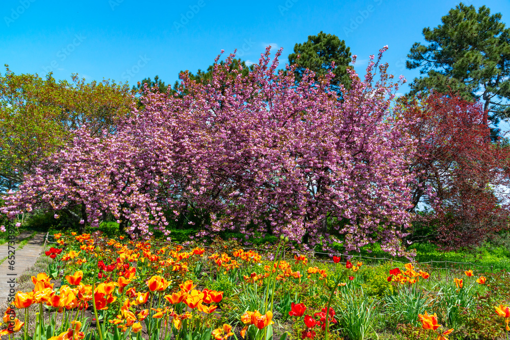 Japanese flowering cherry tree. .Blooming sakura tree in the botanical garden, tulips in the foreground Japanese flowering cherry tree. .Blooming sakura tree in the botanical garden, tulips in the foreground