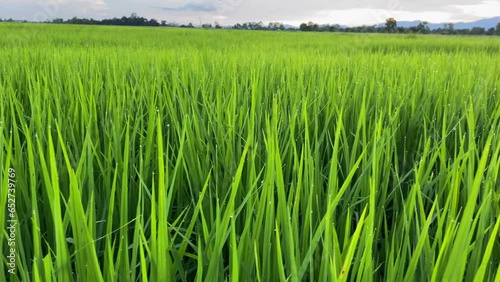 Video landscape of green crops and field. 4K video clip of farming and agriculturist with seeding of rice, young plant and field. Rice field and farmland. Thailand agriculture and farm in Asia.