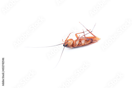 Cockroach isolated on white background, Dead cockroach  © voranat
