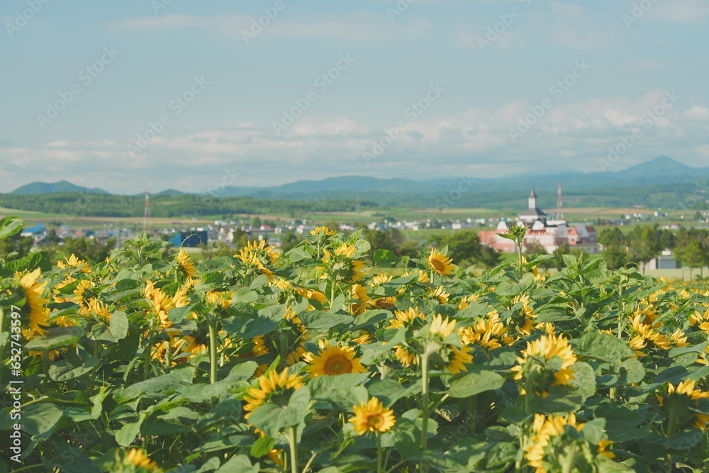 Fototapeta premium Sunflower field Hokuryu Town Hokkaido