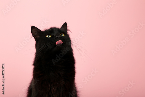 A beautiful black cat is licking his lips appetitively. A black cat on a pink background. Advertising of cat food, balanced cat food, pet care.
