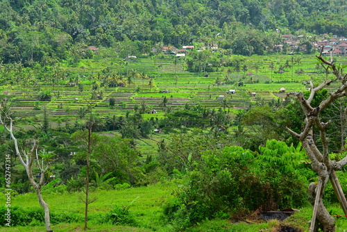 Beautiful lush green rice plantation field in bali in rain forest tropical island in asia