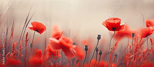 Selective focus on a beautiful field of red poppies in a dark low key creative processed tone