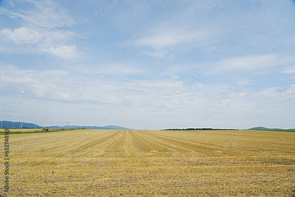 golden wheat field　Hokkaido