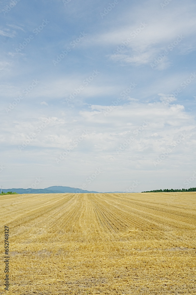 wheat field in the summer　Hokkaido