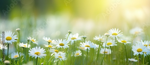 Fototapeta Naklejka Na Ścianę i Meble -  Springtime daisy on sunny meadow with blurred bokeh background Close up with text space