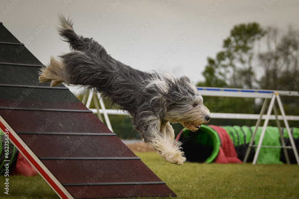 Dog, is running on agility A frame. Amazing evening, Hurdle having