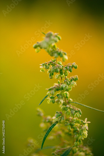 Thriving Hemp: A Glimpse of Youthful Hemp Shoots in the Sun photo