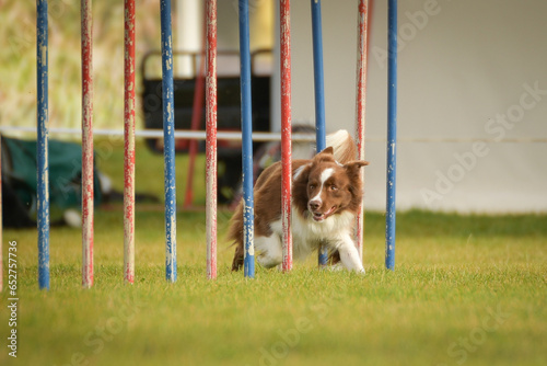 Dog is running slalom on his agility training on agility summer camp czech agility slalom.