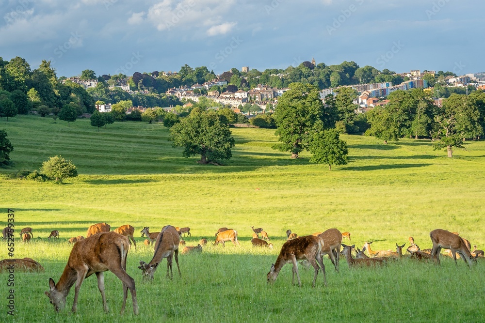 Herd of deer grazing in with the town in the background, Bristol, England, United Kingdom - obrazy, fototapety, plakaty 