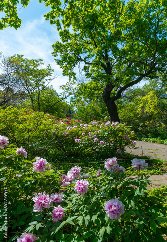 Fototapeta Naklejka Na Ścianę i Meble -  Flowering bushes of tree peony in a botanical garden in Odessa, Ukraine