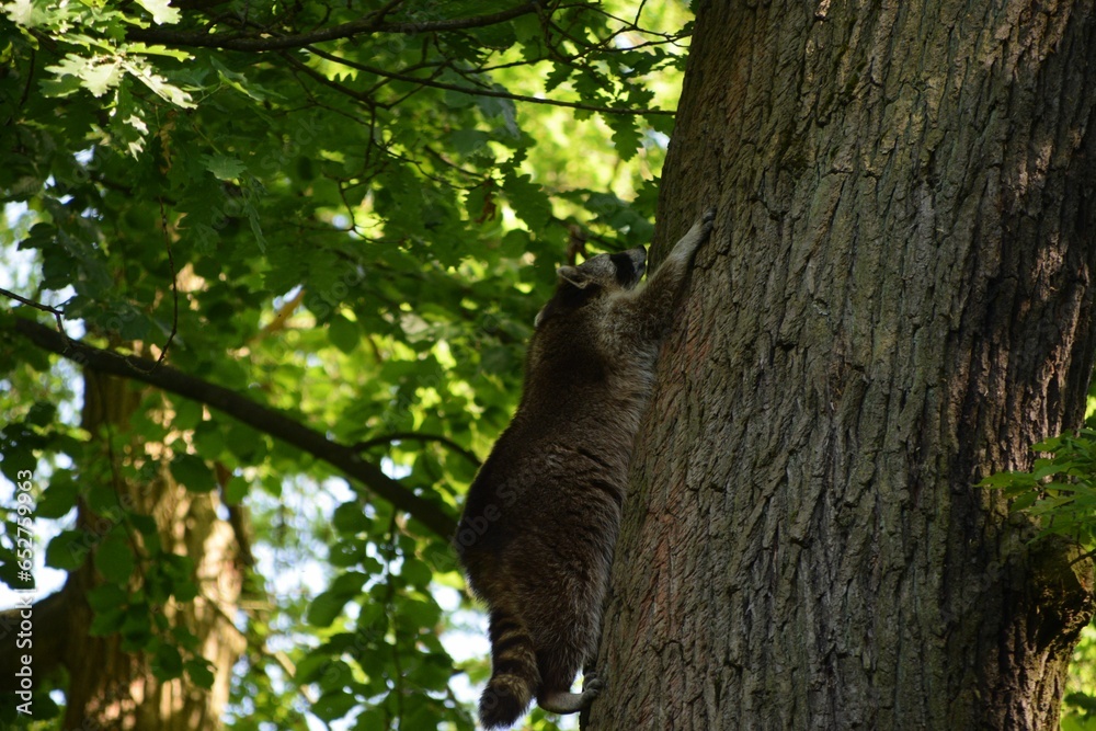 Obraz premium American raccoon (Procyon lotor) climbing the tree in a forest