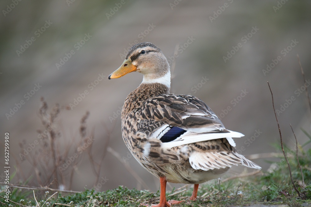 Fototapeta premium Silver Appleyard domestic duck looking aside