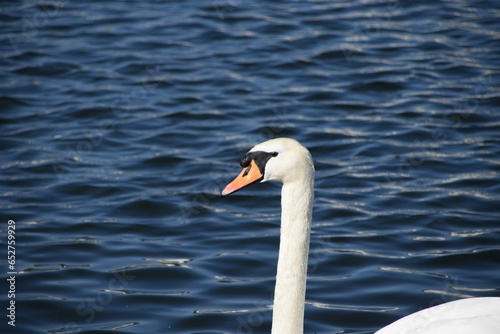 Closeup shot of a white swans head swimming in a dark blue lake