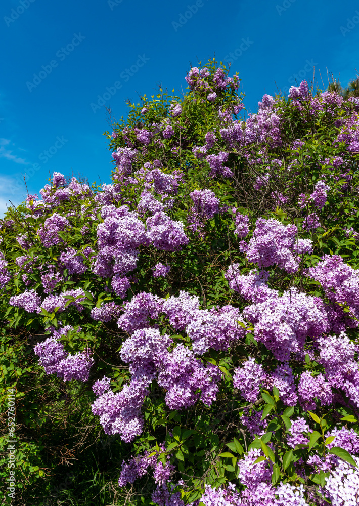 Large bushes of blooming lilac in a botanical garden in Odessa, Ukraine Large bushes of blooming lilac in a botanical garden in Odessa, Ukraine