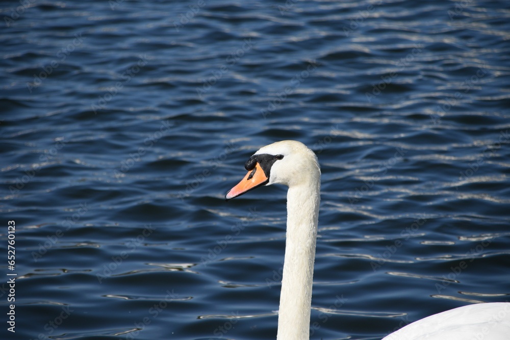Closeup shot of a mute swan found swimming on the surface of the water in the wild Closeup shot of a mute swan found swimming on the surface of the water in the wild
