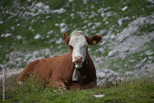 Scenic view of a brown cow found sitting on the grass in the an open field
