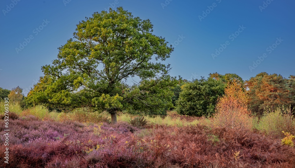 Obraz premium Rural landscape with green trees in autumn under blue sky