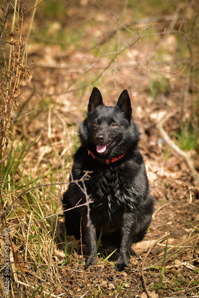 Young female of schipperke is sitting in grass. She has so nice face. She is so patient model. Young female of schipperke is sitting in grass. She has so nice face. She is so patient model.