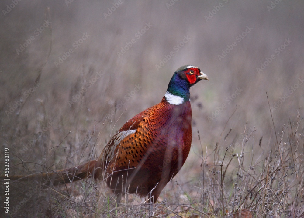 Fototapeta premium Common pheasant in the field