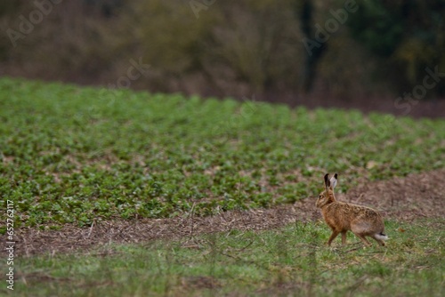 Large rabbit in the field © Alexandru Badescu/Wirestock Creators