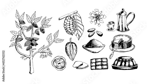 Set Cocoa  vector illustration isolate on white background . Sketched hand drawn cacao beans, tree, lefs , flower  and branches. Cocoa powder chocolate, chocolate cake  , hot chocolate , cocoa butter